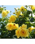 Rosa climber Golden Gate